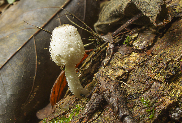 포토 JPG 해외이미지 나무 계절 잎 자연 사람없음 야외 목재 물 갈색 환경 버섯 젖음 흰색 떨어짐 숲 수분 열대우림 나무껍질 내추럴 곰팡이 땅바닥 해외포토 자연요소 식물 컬러 컨셉 재료 바닥 껍질 생태계 파일형식 이미지허브