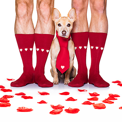 포토 JPG 해외이미지 꽃잎 넥타이 함께함 사랑 서기 사람없음 신체부위 반려동물 장미 하트 축하 다리 개 흰배경 치와와 주인 빨간양말 해외포토 모양 동물 잡화 꽃 감정 백그라운드 컨셉 포유류 모션 사람 흰색 파일형식 이미지허브