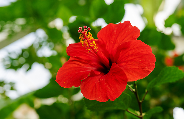 포토 JPG 해외이미지 주간 잎 자연 사람없음 야외 빨간색 여름 히비스커스 해외포토 자연요소 식물 계절 꽃 컬러 생태계 파일형식 이미지허브