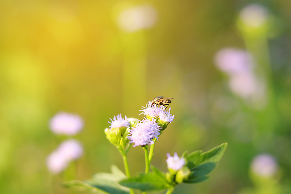 포토 JPG 해외이미지 식물 계절 꽃 야생동물 곤충 백그라운드 잎 꽃무늬 밭 오렌지 자연 사람없음 초록색 뷰티 노란색 정원 보라색 봄 벚꽃 흰색 신선 내추럴 고립 해외포토 동물 컬러 무늬 농업 과일 생태계 파일형식 이미지허브