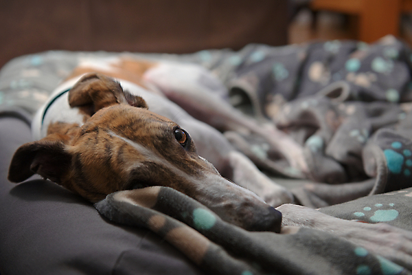 포토 JPG 해외이미지 동물 캐릭터 응시 시선 여유 얼굴 무늬 패턴 휴식 수염 털 사람없음 파란색 반짝임 반려동물 갈색 머리 침대 표현 영혼 닫기 개 담요 질감 코 낮잠 내추럴 거짓말 안락 해외포토 감정 컬러 가구 컨셉 포유류 모션 신체부위 잠 파일형식 이미지허브
