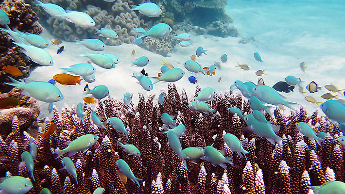 포토 JPG 해외이미지 동물 야생동물 바다 여행 백그라운드 자연 어류 사람없음 물 환경 수중 수영 탐험 스노클링 산호 생태계 다이빙 장면 암초 발견 깊이 이국적 해외포토 자연요소 수중동물 수상스포츠 자포동물 수중스포츠 파일형식 이미지허브