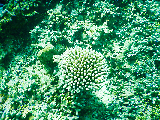 포토 JPG 해외이미지 남자 스포츠 바다 섬 여행 백그라운드 자연 휴가 어류 사람없음 물 파란색 컬러풀 뷰티 수중 산호 잠수부 큼 아래 다이빙 암초 몰디브 해외포토 자연요소 아시아 컬러 사람 수영 수중동물 자포동물 전문직 크기 방향 생태계 위치 수중스포츠 파일형식 이미지허브