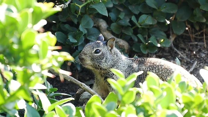 포토 JPG 해외이미지 나무 동물 응시 야생동물 장난 포옹 자연 생물 털 종류 사람없음 갈색 귀여움 미국 회색 다양 황무지 달콤 해충 설치류 작음 생물학 다람쥐 캘리포니아 서식지 동물상 땅바닥 서쪽 그리너리 해외포토 식물 시선 교육 컬러 다수 컨셉 북아메리카 안기 바닥 조형물 맛 벌레 크기 방향 생태계 파일형식 트랜드컬러 이미지허브