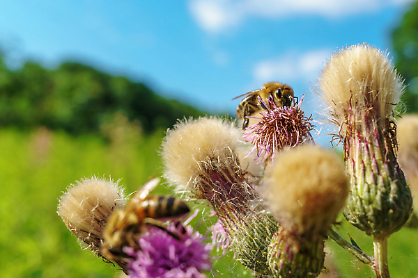 포토 JPG 해외이미지 식물 동물 꽃 야생동물 곤충 날개 자연 근접촬영 사람없음 여름 노란색 정원 봄 활발 성장 벚꽃 수분 벌 먹기 싱글 유기농 생태계 생물학 먼지 꿀 솜털 내추럴 기어가기 꽃수술 동물상 생태학 수유 호박벌 해외포토 웰빙 계절 교육 뷰포인트 컬러 컨셉 모션 조형물 벌_곤충 파일형식 이미지허브