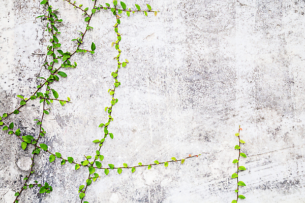 포토 JPG 해외이미지 나무 식물 디자인 외관 벽 백그라운드 잎 패턴 건축양식 자연 벽지 포도 표면 추상 벽돌 주택 돌담 사람없음 야외 건물 장식 초록색 울타리 블록 성장 흰색 덩굴 건축가 타일 질감 시멘트 벽돌담 내추럴 그런지 옛날 콘크리트 해외포토 직업 건축물 건축 컬러 무늬 과일 담장 돌_바위 생태계 파일형식 이미지허브