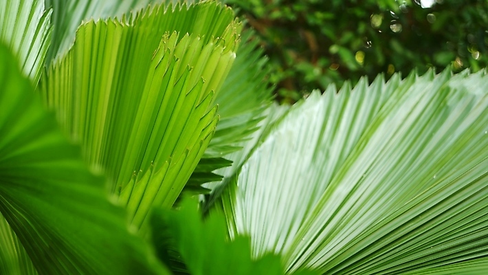 포토 JPG 해외이미지 나무 식물 공원 야생동물 백그라운드 잎 꽃무늬 자연 손바닥 그림자 사람없음 초록색 햇빛 뷰티 환경 스파 봄 성장 신선 숲 허브 묘사 에코 유기농 생태계 질감 보케 공상 내추럴 생태학 이국적 파라다이스 그리너리 해외포토 동물 손 웰빙 계절 공공시설 교육 꽃 컬러 무늬 태양 파일형식 트랜드컬러 이미지허브