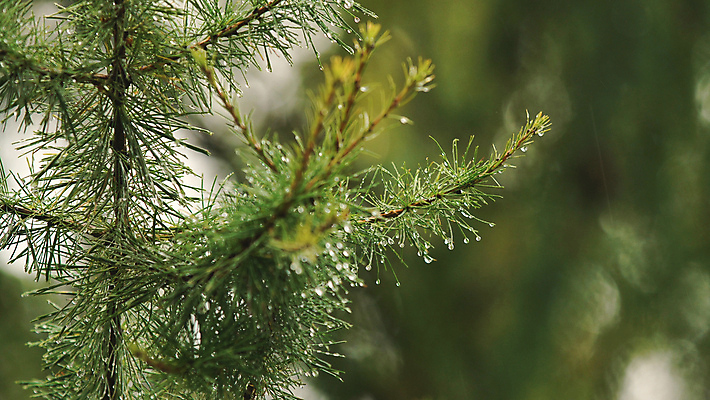 포토 JPG 해외이미지 나무 식물 디자인 공원 잎 자연 날씨 풍경 사람없음 야외 목재 초록색 물 젖음 나뭇가지 소나무 숲 이슬 빗방울 묘사 상록수 침엽수 전나무 원뿔 내추럴 가문비나무 해외포토 자연요소 도형 공공시설 컬러 재료 비_날씨 생태계 파일형식 이미지허브