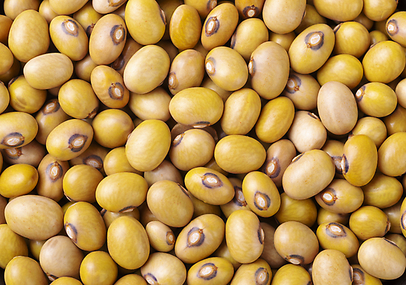 포토 JPG 해외이미지 식물 음식 다이어트 채소 콩 건조 건강 씨앗 사람없음 갈색 노란색 식사 여러개 신장 정상 낟알 유기농 날것 섬유 내추럴 단백질 채식주의자 비건 해외포토 웰빙 컬러 다수 곡류 직물 비뇨기관 채식 영양소 파일형식 이미지허브