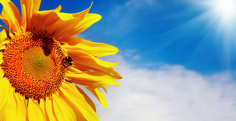 포토 JPG 해외이미지 식물 꽃잎 꽃 밭 농업 자연 하늘 추상 해바라기 씨앗 사람없음 파란색 농작물 컬러풀 햇빛 태양 농장 노란색 정원 맑음 물방울 시골 신선 닫기 이슬 원예 꽃가루 꿀 강렬 해외포토 자연요소 산업 컬러 무늬 모션 날씨 취미 가루 생태계 파일형식 이미지허브