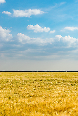 포토 JPG 해외이미지 식물 빵 백그라운드 밭 자연 하늘 사람없음 세로 파란색 시리얼 밀 귀 수평선 해외포토 음식 컬러 농업 곡류 신체부위 생태계 파일형식 이미지허브