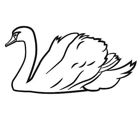 EPS 해외이미지 동물 디자인 실루엣 야생동물 선 백그라운드 일러스트 자연 조류 사랑 미술 검은색 수영 흰색 우아함 스케치 심볼 깃털 사인 흰배경 그림 백조 윤곽 고립 해외일러스트 감정 컬러 컨셉 문화예술 촬영기법 수상스포츠 생태계 파일형식 벡터 이미지허브
