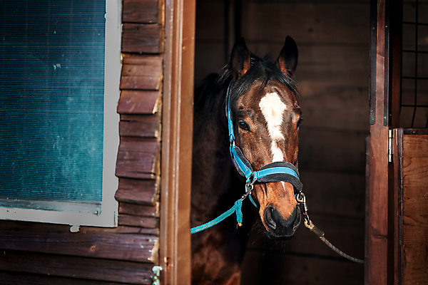 포토 JPG 해외이미지 동물 얼굴 창문 포유류 취미 사람없음 건물 반려동물 뷰티 농장 갈색 머리 문 경쟁 목장 농촌 시골 만 승마 우아함 승차 대문 갈기 헛간 외양간 방목장 판잣집 해외포토 건축물 스포츠 컬러 컨셉 농업 모션 주택 신체부위 저장고 파일형식 이미지허브