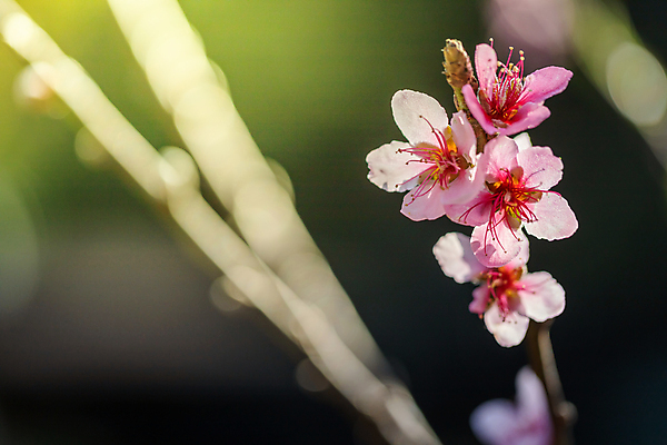 포토 JPG 해외이미지 나무 식물 계절 공원 꽃잎 꽃 도로 분홍색 여행 겨울 태국 자연 하늘 발렌타인데이 사랑 경사 사람없음 야외 목재 장식 파란색 컬러풀 정원 일본 봄 벚꽃 사찰 개화 체리 아치 장면 방법 해외포토 공공시설 감정 아시아 길 컬러 과일 재료 종교건축 교통시설 데이이벤트 생태계 파일형식 이미지허브
