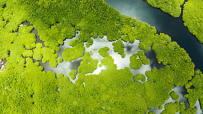 포토 JPG 해외이미지 나무 식물 아시아 야생동물 바다 섬 여행 백그라운드 잎 자연 휴가 사람없음 야외 목재 초록색 물 강 뷰티 환경 침묵 나뭇가지 황무지 보호 숲 열대우림 생태계 뿌리 내추럴 조감도 해외포토 자연요소 동물 나라 컬러 컨셉 재료 소리 파일형식 이미지허브