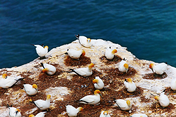 포토 JPG 해외이미지 동물 야생동물 바다 자연 조류 새로움 사람없음 물 흰색 둥지 에코 기르기 생태학 식민지 해외포토 자연요소 교육 컬러 컨셉 환경 생태계 돌봄 파일형식 이미지허브