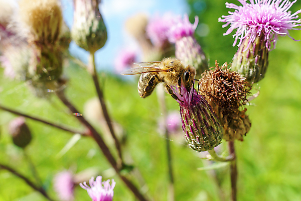 포토 JPG 해외이미지 식물 동물 꽃 야생동물 곤충 날개 자연 근접촬영 사람없음 여름 노란색 정원 봄 활발 성장 벚꽃 수분 벌 먹기 싱글 유기농 생태계 생물학 먼지 꿀 솜털 내추럴 기어가기 꽃수술 동물상 생태학 수유 호박벌 해외포토 웰빙 계절 교육 뷰포인트 컬러 컨셉 모션 조형물 벌_곤충 파일형식 이미지허브