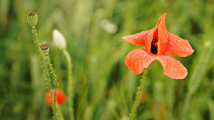 포토 JPG 해외이미지 식물 배너 꽃잎 꽃 음식 백그라운드 잎 꽃무늬 밭 자연 아침 추상 사람없음 야외 빨간색 초록색 컬러풀 뷰티 농장 침묵 봄 젖음 들꽃 벚꽃 신선 개화 닫기 저녁 밀 묘사 속도 질감 양귀비 내추럴 깊이 해외포토 주간 계절 컬러 무늬 농업 모션 곡류 소리 야간 생태계 파일형식 이미지허브