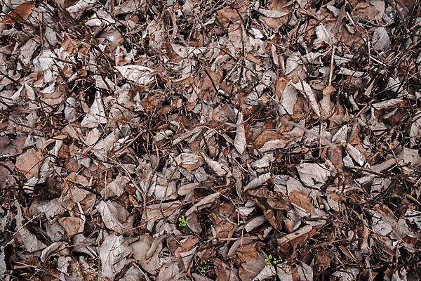 포토 JPG 해외이미지 나무 식물 계절 공원 지구 백그라운드 잎 패턴 자연 표면 날씨 바닥 건조 파노라마 풍경 사람없음 야외 목재 빛 갈색 환경 정원 어둠 산책 젖음 촉촉함 가을 예측 9월 묘사 유기농 생태계 질감 10월 내추럴 땅바닥 해외포토 웰빙 공공시설 컬러 컨셉 무늬 재료 휴식 촬영기법 날짜 파일형식 이미지허브