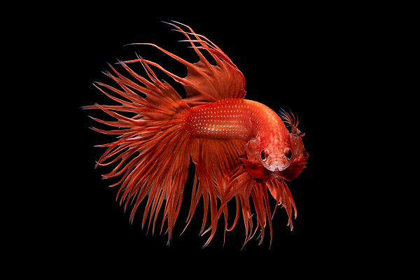 포토 JPG 해외이미지 동물 디자인 드레스 아시아 야생동물 포즈 백그라운드 모션 태국 자연 추상 미술 취미 사람없음 장식 물 반려동물 컬러풀 뷰티 우주 검은색 수중 수영 희망 고급 꼬리 싸움 지느러미 수족관 강렬 고립 이국적 팝 해외포토 자연요소 옷 감정 나라 컬러 컨셉 무늬 문화예술 수상스포츠 생태계 파일형식 이미지허브