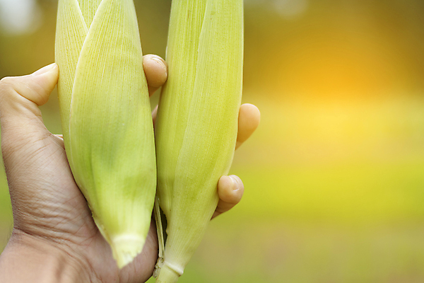 포토 JPG 해외이미지 손 남자 어린이 음식 백그라운드 컨셉 잎 손가락 자연 새로움 건강 옥수수 사람 사람없음 초록색 여름 환경 정원 주먹 성장 흰색 신선 잡기 칼 작음 자르기 피부 유기농 날것 팝콘 내추럴 고립 채식주의자 해외포토 식물 웰빙 계절 컬러 모션 곡류 신체부위 크기 생태계 채식 파일형식 이미지허브