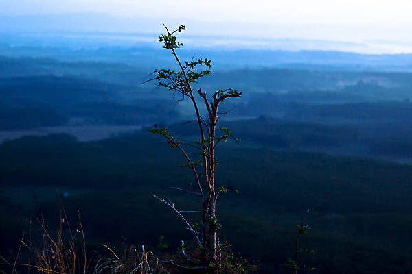 포토 JPG 해외이미지 나무 계절 여행 백그라운드 잎 자연 하늘 아침 산 사람없음 야외 초록색 파란색 빛 햇빛 뷰티 환경 맑음 일몰 봄 시골 정상 숲 언덕 장면 내추럴 해외포토 주간 식물 컬러 날씨 태양 노을 생태계 파일형식 이미지허브