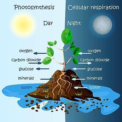EPS 해외이미지 클립아트 나무 식물 교육 꽃 포스터 과학 컨셉 잎 일러스트 자연 화살 풍경 초록색 물 햇빛 태양 흙 경쟁 인포그래픽 달 야간 설탕 생물학 순환 클립 최초 산소 떠남 방법 이산화탄소 포도당 해외일러스트 자연요소 컬러 모션 원소 생태계 파일형식 벡터 이미지허브