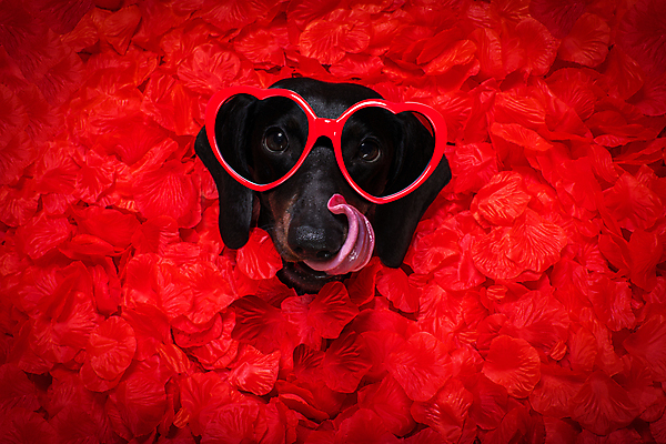 포토 JPG 해외이미지 꽃잎 사랑 사람없음 반려동물 선글라스 장미 하트 개 강아지 닥스훈트 메롱 묻힘 해외포토 모양 동물 꽃 감정 안경 포유류 모션 파일형식 이미지허브