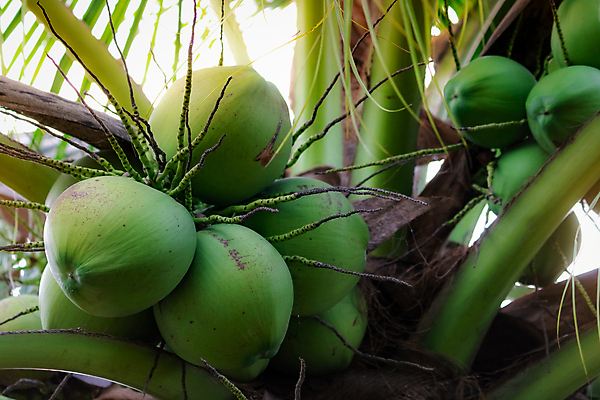 포토 JPG 해외이미지 나무 식물 아시아 음료 음식 컨셉 잎 꽃무늬 농업 과일 태국 자연 건강 손바닥 동양인 사람없음 야외 장식 초록색 물 여름 농장 정원 우유 견과류 성장 나뭇가지 신선 달콤 큼 다발 보따리 유기농 날것 코코넛 내추럴 숙성 식용 이국적 해외포토 자연요소 손 웰빙 계절 꽃 나라 산업 컬러 무늬 유제품 인종 맛 크기 생태계 파일형식 이미지허브