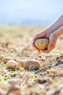 포토 JPG 해외이미지 주간 손 감자 들기 야외 아웃포커스 신체부위 농작물 수확 소프트포커스 해외포토 자연요소 농업 채소 모션 촬영기법 사람 파일형식 이미지허브