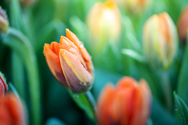 포토 JPG 해외이미지 줄기 사람없음 아웃포커스 햇빛 튤립 해외포토 식물 꽃 촬영기법 태양 파일형식 이미지허브