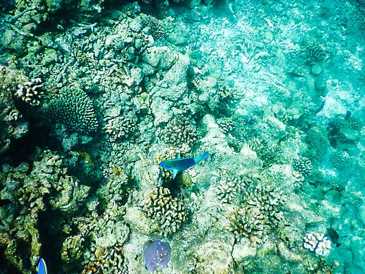 포토 JPG 해외이미지 동물 남자 야생동물 스포츠 바다 섬 여행 백그라운드 학교 자연 휴가 어류 사람없음 빨간색 물 파란색 컬러풀 뷰티 바닷속 수중 산호 잠수부 큼 아래 다이빙 장면 암초 몰디브 이국적 해외포토 자연요소 교육 아시아 컬러 사람 수영 수중동물 자포동물 전문직 크기 방향 생태계 위치 수중스포츠 파일형식 이미지허브