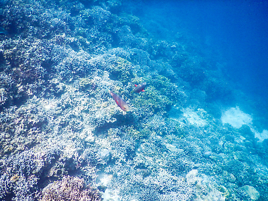 포토 JPG 해외이미지 동물 남자 야생동물 스포츠 바다 섬 여행 백그라운드 학교 자연 휴가 어류 풍경 사람없음 빨간색 물 파란색 컬러풀 뷰티 바닷속 수중 산호 잠수부 큼 아래 다이빙 장면 암초 몰디브 이국적 해외포토 자연요소 교육 아시아 컬러 사람 수영 수중동물 자포동물 전문직 크기 방향 생태계 위치 수중스포츠 파일형식 이미지허브