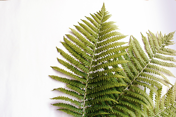 포토 JPG 해외이미지 나무 식물 디자인 계절 꽃 줄기 백그라운드 잎 꽃무늬 패턴 자연 프레임 손바닥 사람없음 장식 초록색 유행 정원 봄 성장 흰색 나뭇가지 신선 플랫 숲 열대우림 묘사 질감 레이아웃 머리위 내추럴 고립 양치류 이국적 정물화 힙스터 그리너리 미니멀 해외포토 손 패션 컬러 무늬 그림 생태계 파일형식 트랜드컬러 이미지허브