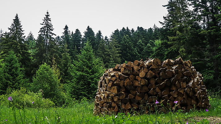 포토 JPG 해외이미지 나무 식물 길 밭 자연 하늘 서기 사람없음 야외 목재 초록색 정원 성장 시골 소나무 숲 큼 방목 장작 상록수 침엽수 전나무 잡동사니 삼림지대 가문비나무 해외포토 컬러 농업 재료 모션 축산업 크기 생태계 파일형식 이미지허브