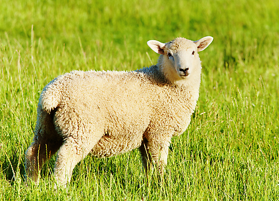 포토 JPG 해외이미지 주간 한마리 사람없음 야외 맑음 가축 시골 양 방목 해외포토 자연요소 동물 1 포유류 날씨 축산업 파일형식 이미지허브