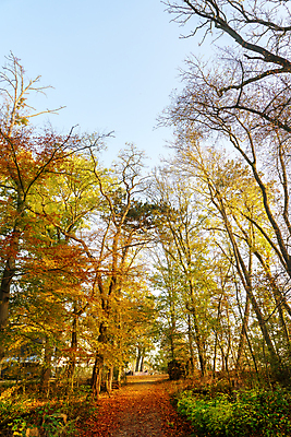 포토 JPG 해외이미지 나무 식물 계절 잎 벤치 자연 아침 날씨 휴가 휴식 그림자 사람없음 야외 목재 초록색 물 빛 강 햇빛 태양 뷰티 노란색 평화 환경 맑음 침묵 일몰 안개 광선 시골 저녁 숲 뿌리 땅바닥 해외포토 주간 자연요소 컬러 컨셉 의자 재료 바닥 노을 소리 야간 생태계 파일형식 이미지허브