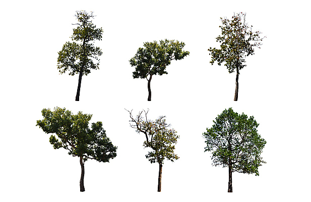 포토 JPG 해외이미지 나무 식물 계절 음식 줄기 백그라운드 잎 자연 사람없음 목재 초록색 여름 환경 정원 봄 성장 흰색 나뭇가지 숲 큼 오브젝트 내추럴 고립 생태학 해외포토 교육 컬러 재료 크기 생태계 파일형식 이미지허브