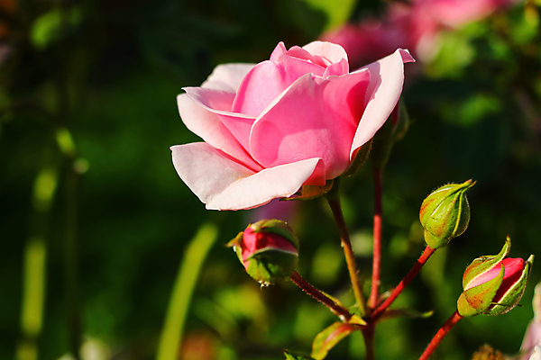 포토 JPG 해외이미지 식물 꽃잎 꽃 꽃다발 백그라운드 잎 꽃무늬 자연 사랑 사람없음 빨간색 초록색 컬러풀 뷰티 장미 정원 봄 벚꽃 나뭇가지 신선 개화 원예 해외포토 나무 계절 감정 컬러 무늬 취미 생태계 파일형식 이미지허브