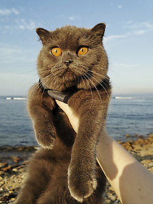 포토 JPG 해외이미지 손 바다 백그라운드 자연 사람없음 물 반려동물 고양이 산책 회색 수면 기르기 해외포토 자연요소 동물 컬러 포유류 휴식 신체부위 생태계 돌봄 파일형식 이미지허브