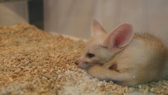 포토 JPG 해외이미지 동물 야생동물 포유류 태국 생물 바닥 사람없음 목재 가로 반려동물 상점 시장 컨테이너 모피 무역 방콕 상업 여우 새장 수납 솜털 거짓말 기르기 돌봄 동물상 매각 생태학 카피스페이스 해외포토 나무 교육 산업 아시아 재료 모션 조형물 공백 케이지 파일형식 이미지허브