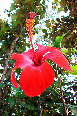 포토 JPG 해외이미지 식물 꽃 종류 사람없음 장식 빨간색 컬러풀 정원 다양 벚꽃 신선 향기 해외포토 컬러 다수 냄새 파일형식 이미지허브