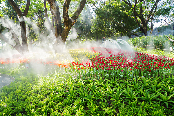 포토 JPG 해외이미지 식물 계절 공원 꽃잎 꽃 분홍색 꽃다발 여행 백그라운드 잎 꽃무늬 밭 태국 자연 사람없음 빨간색 초록색 컬러풀 뷰티 노란색 정원 보라색 봄 활발 튤립 벚꽃 신선 개화 원예 북쪽 내추럴 해외포토 공공시설 아시아 컬러 컨셉 무늬 농업 취미 방향 생태계 파일형식 이미지허브