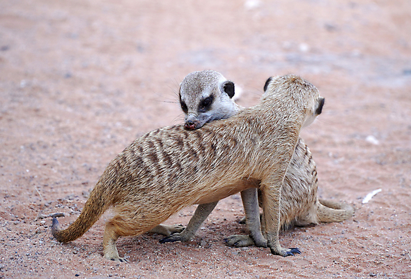 포토 JPG 해외이미지 동물 응시 공원 얼굴 야생동물 포유류 가족 아프리카 자연 생물 털 동물원 서기 경비 앉기 사람없음 야외 갈색 사막 관찰 입 황무지 보호 작음 모피 사파리 손목시계 주둥이 남쪽 경보 남아프리카 미어캣 생태학 칼라하리 해외포토 시선 공공시설 교육 나라 시계 컬러 컨셉 장신구 관계 모션 안전 신체부위 크기 방향 생태계 파일형식 이미지허브