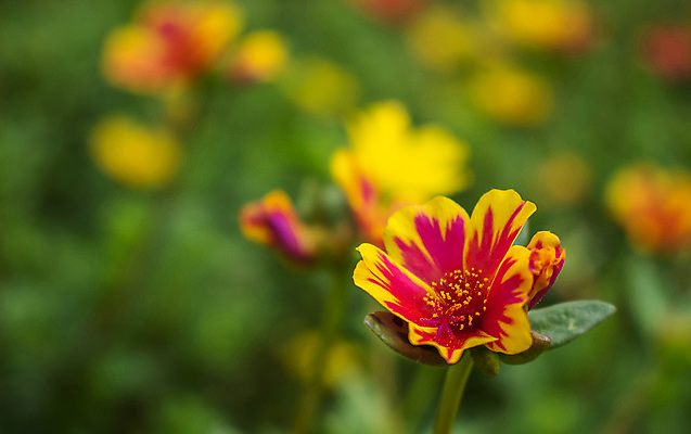 포토 JPG 해외이미지 식물 계절 꽃잎 꽃 분홍색 백그라운드 꽃무늬 오렌지 자연 국화 사랑 사람없음 야외 장식 빨간색 초록색 빛 컬러풀 뷰티 노란색 정원 보라색 봄 활발 벚꽃 떨어짐 계획 작음 녹색배경 내추럴 강렬 해외포토 감정 컬러 컨셉 무늬 과일 크기 생태계 파일형식 이미지허브