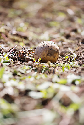 포토 JPG 해외이미지 주간 감자 사람없음 야외 아웃포커스 농작물 한개 소프트포커스 해외포토 자연요소 1 농업 채소 촬영기법 파일형식 이미지허브