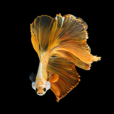 포토 JPG 해외이미지 동물 디자인 아시아 야생동물 포즈 백그라운드 오렌지 모션 태국 자연 추상 어류 미술 취미 사람없음 장식 물 반려동물 컬러풀 뷰티 우주 검은색 수중 수영 희망 고급 꼬리 싸움 지느러미 수족관 강렬 고립 팝 해외포토 자연요소 감정 나라 컬러 컨셉 무늬 과일 문화예술 수중동물 수상스포츠 생태계 파일형식 이미지허브