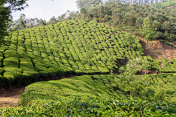 포토 JPG 해외이미지 나무 식물 아시아 여행 잎 밭 농업 자연 하늘 산 동양인 풍경 사람없음 야외 초록색 농작물 농장 농경지 환경 계곡 안개 성장 시골 신선 재산 차 인도인 언덕 장면 산악지대 케랄라주 해외포토 외국인 나라 산업 음료 컬러 날씨 인종 금융 인도_나라 생태계 파일형식 이미지허브