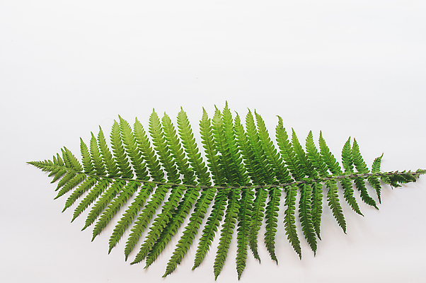 포토 JPG 해외이미지 나무 식물 디자인 계절 꽃 줄기 백그라운드 잎 꽃무늬 패턴 자연 프레임 손바닥 사람없음 장식 초록색 여름 유행 정원 봄 성장 흰색 나뭇가지 신선 플랫 숲 열대우림 묘사 질감 레이아웃 머리위 내추럴 고립 양치류 이국적 정물화 힙스터 그리너리 미니멀 해외포토 손 패션 컬러 무늬 그림 생태계 파일형식 트랜드컬러 이미지허브