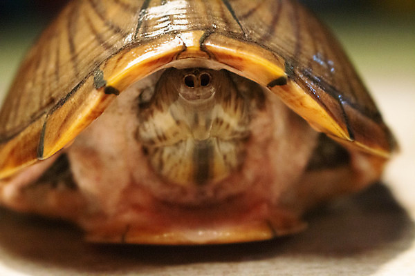 포토 JPG 해외이미지 동물 호수 야생동물 백그라운드 잎 파충류 자연 생물 사람없음 야외 초록색 물 반려동물 강 컬러풀 환경 껍질 연못 신선 닫기 거북이 숲 눈금 생물학 자연백그라운드 진흙 느림 내추럴 동물상 등딱지 민물 해외포토 자연요소 식물 교육 컬러 모션 조형물 생태계 파일형식 이미지허브